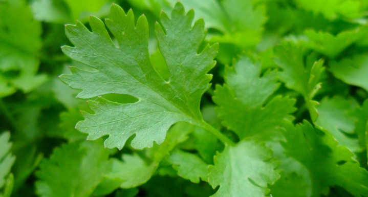 parsley in hindi