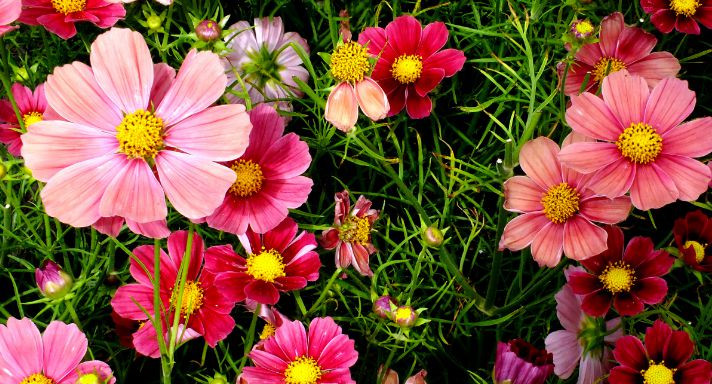 4 Easy plants to create your flower garden – TrustBasket
