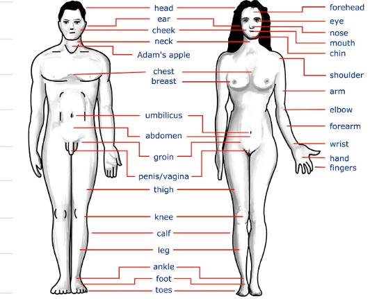 Human body parts name with picture 