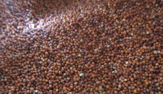 Ragi in Hindi with meaning and Health Benefits