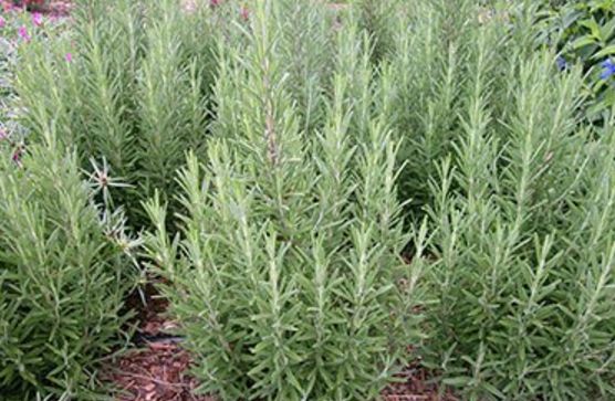 What is Rosemary in Hindi 