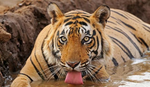 tiger in hindi