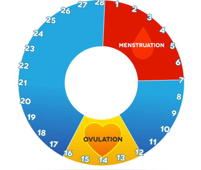 Menstrual cycle Chart